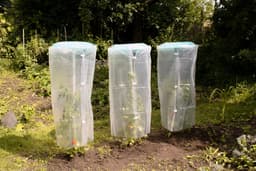 KHW Pflanzenschutzdach Tomatenhut | Grün