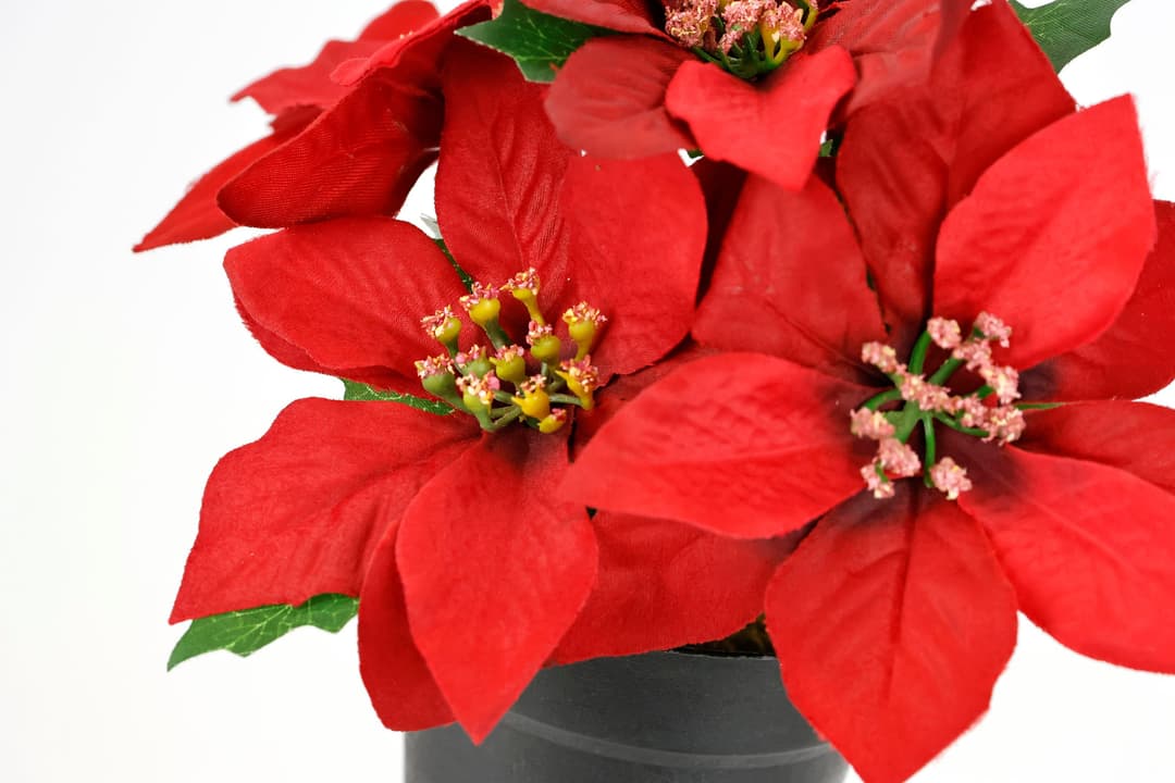 I.GE.A. Kunstblume Poinsettia im Topf | Rot