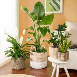 Scheurich Blumentopf white 22/513 | Beige