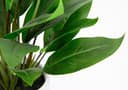 Kunstpflanze Spathiphyllum | Grün 4