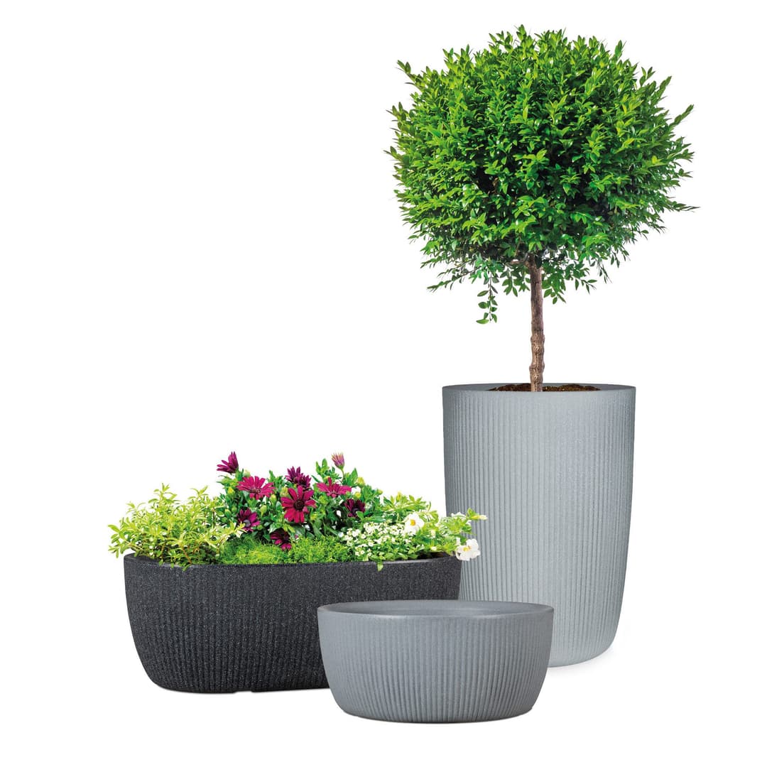 Scheurich LINETTO BOWL Pflanzschale | Grau