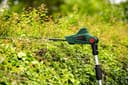 Bosch Home & Garden UniversalHedgePole 18 | Grün 5