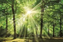 Bönninghoff Leinwandbild Wald | Grün