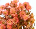 Kunstpflanze Margerite im Topf | Rot 2