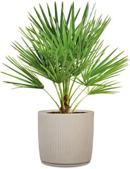 Scheurich Linetto Pflanzkübel | Beige