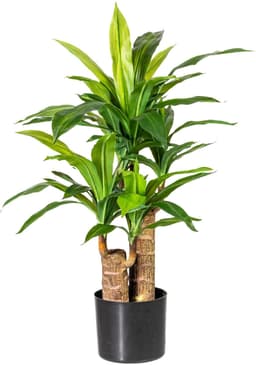 Künstliche Zimmerpflanze Corentin Dracena | Grün