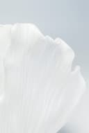 Kare Design Tischvase Ginkgo Elegance | Gold 2