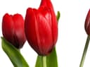 Kunstblume Tulpenbündel Holland real Touch Tulpe | Rot 3