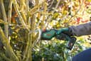 Bosch Home & Garden Akku-Säge Keo 18 Solo | Grün 5