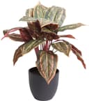 Künstliche Zimmerpflanze Calathea | Grün