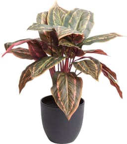 Künstliche Zimmerpflanze Calathea | Grün
