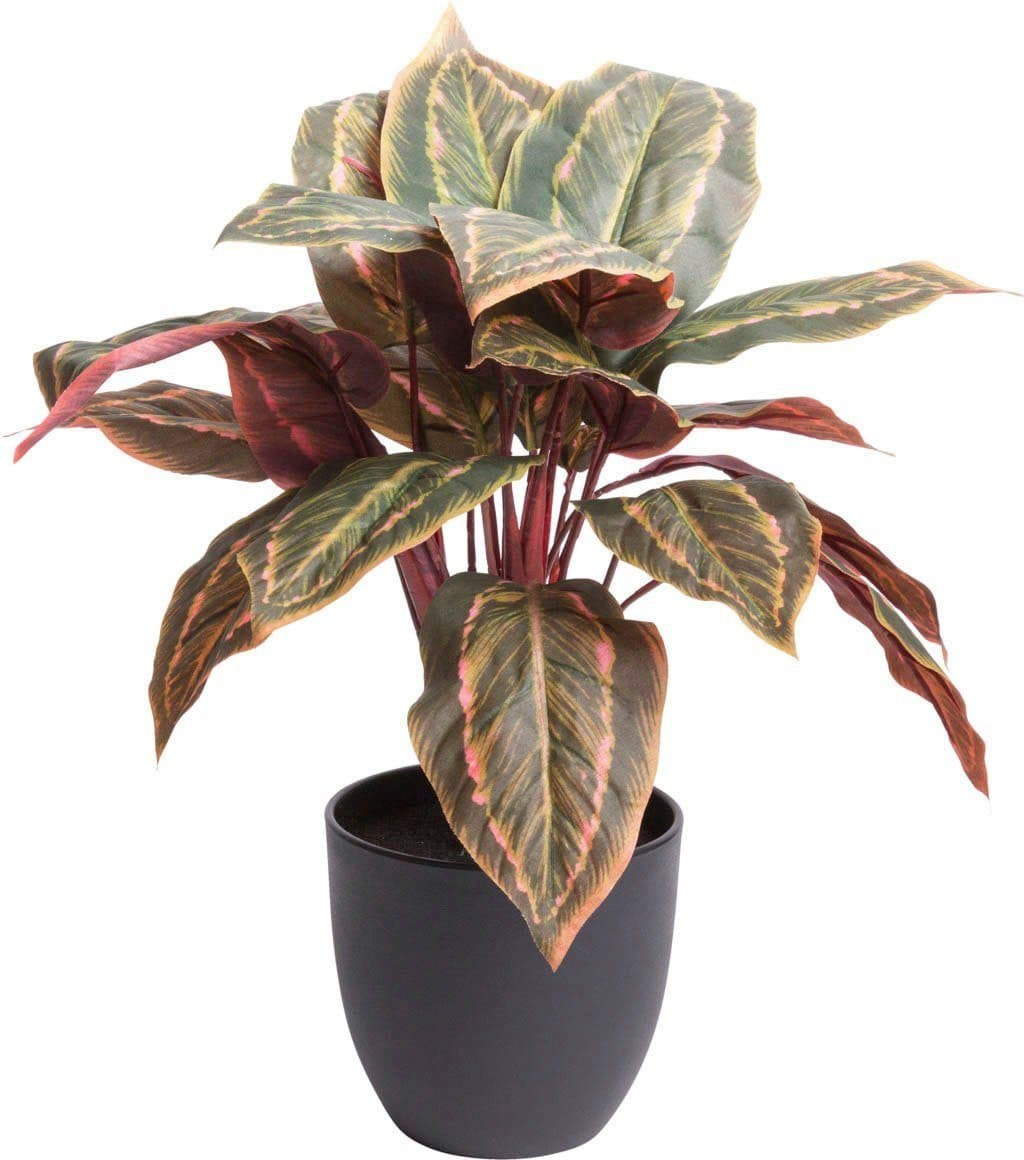 Künstliche Zimmerpflanze Calathea | Grün
