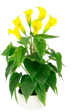 Kunstblume Calla | Gelb