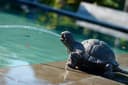 Ubbink Wasserspeier Schildkröte | Braun