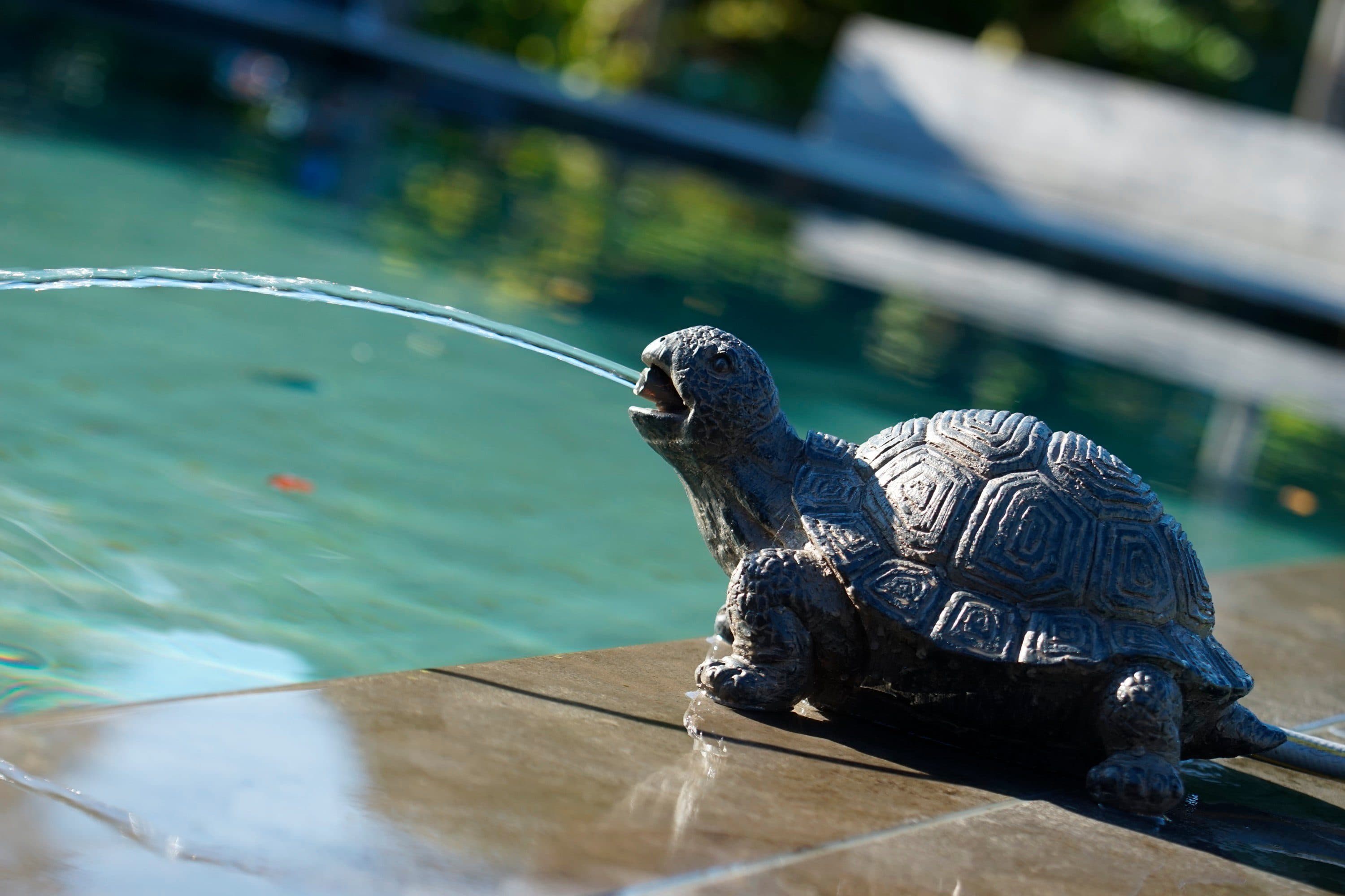 Ubbink Wasserspeier Schildkröte | Braun