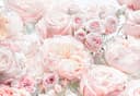 Komar Fototapete Spring Roses | Rosa 2