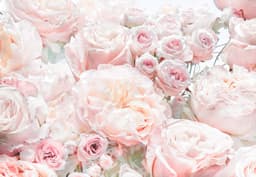 Komar Fototapete Spring Roses | Rosa