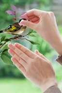 Komar Fensterbild Wedding Birds | Mehrfarbig 5