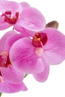Kunstpflanze Orchidee von OTTO home | Mehrfarbig 4