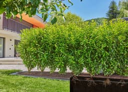 GARDENA Bewässerungssystem Tropfbewässerung Set | Schwarz
