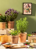 Scheurich Blumentopf 778/19 Toscana nero | Braun 2