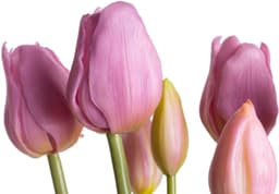 Botanic-Haus Kunstblume Tulpenbündel | Lila