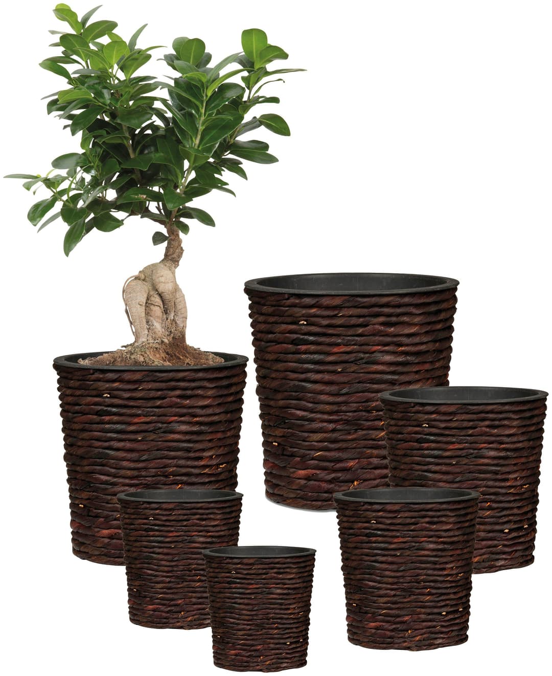 Scheurich Wasserhyazinthentopf brown 34/504 | Braun