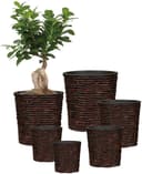 Scheurich Wasserhyazinthentopf brown 34/504 | Braun 4