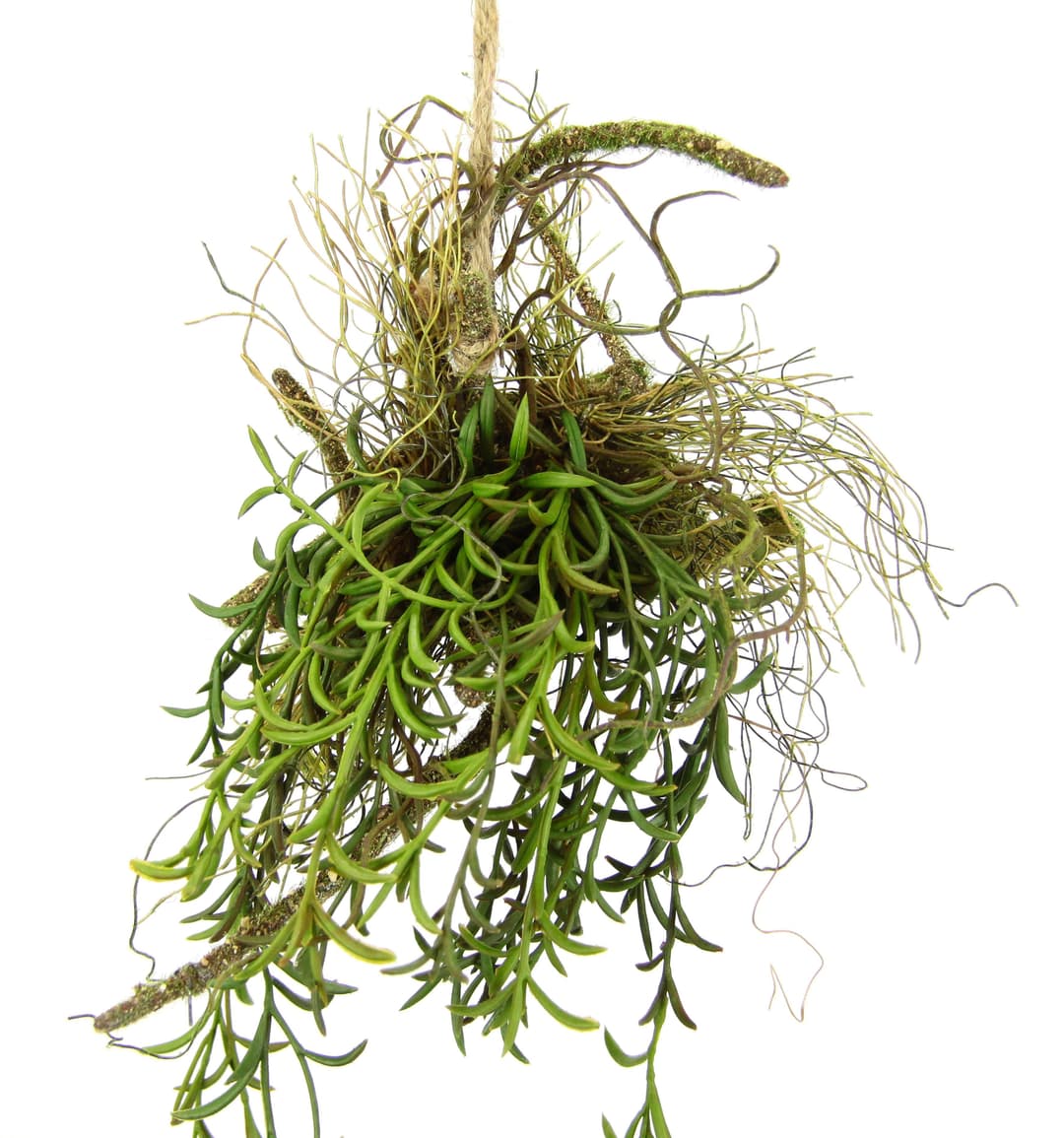 Kunstpflanze Tillandsia | Grün