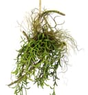 Kunstpflanze Tillandsia | Grün 2