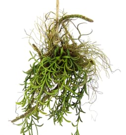 Kunstpflanze Tillandsia | Grün