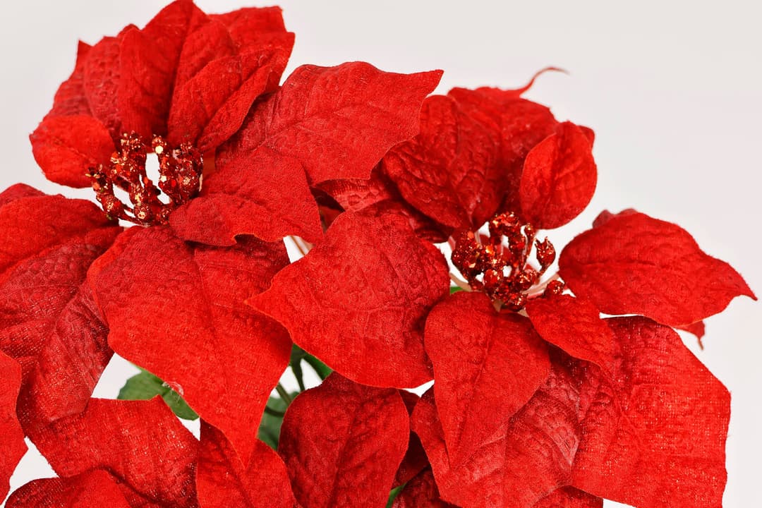 I.GE.A. Kunstblumenstrauß Poinsettia | Rot