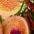 Kunstpflanze Orchidee I.GE.A. | Orange