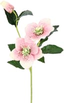 I.GE.A. Kunstblume Christrose | Rosa