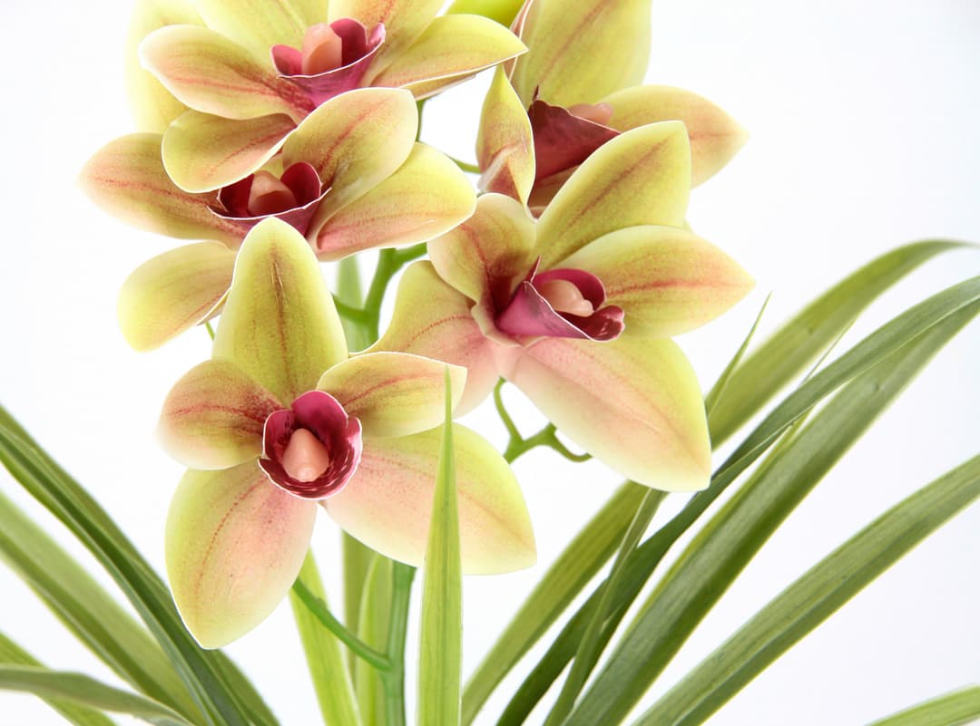 Kunstblume Orchidee | Grün