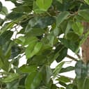 Kunstpflanze Ficus benjamina | Grün 2