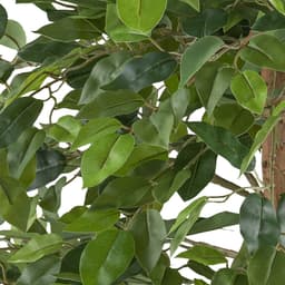 Kunstpflanze Ficus benjamina | Grün