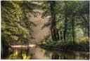 Reinders! Poster Lichtspiel am Waldsee | Grün