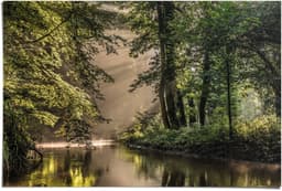 Reinders! Poster Lichtspiel am Waldsee | Grün