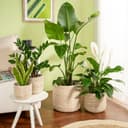 Scheurich Blumentopf white 22/513 | Beige 5