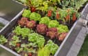 GARDENA Bewässerungssystem Tropfbewässerung Set | Schwarz 4