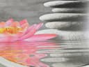 WENKO WC-Sitz Water Lily mit Relief | Mehrfarbig 4