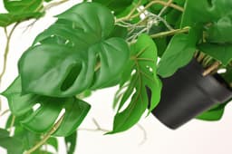 Künstliche Monstera Hängeampel | Grün