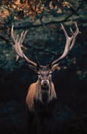 Bönninghoff Leinwandbild Hirsch | Braun