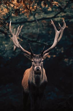Bönninghoff Leinwandbild Hirsch | Braun