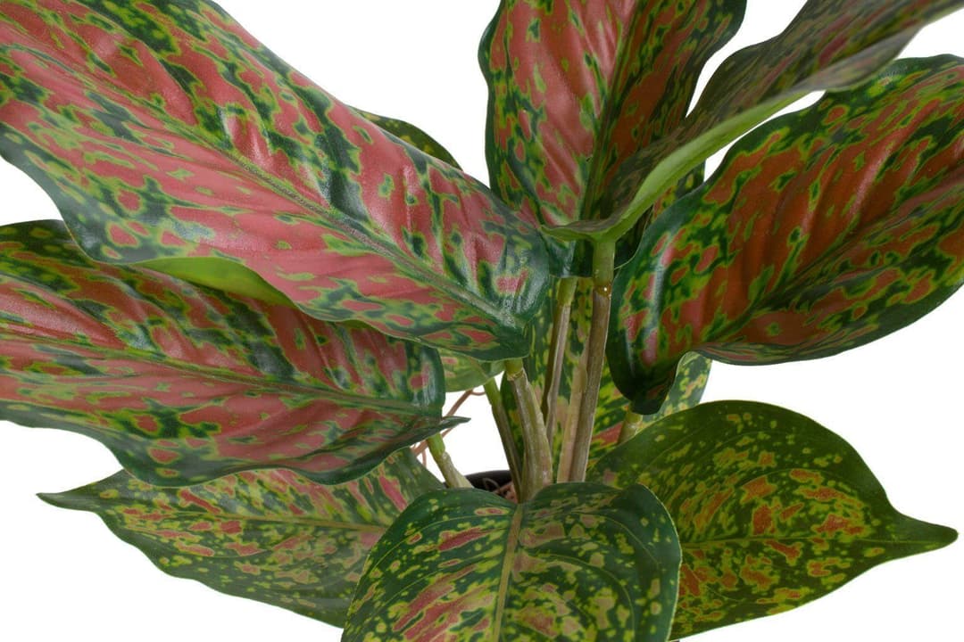 Künstliche Zimmerpflanze Caladium | Mehrfarbig