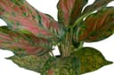Künstliche Zimmerpflanze Caladium | Mehrfarbig 2