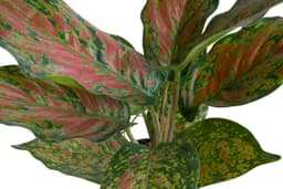Künstliche Zimmerpflanze Caladium | Mehrfarbig