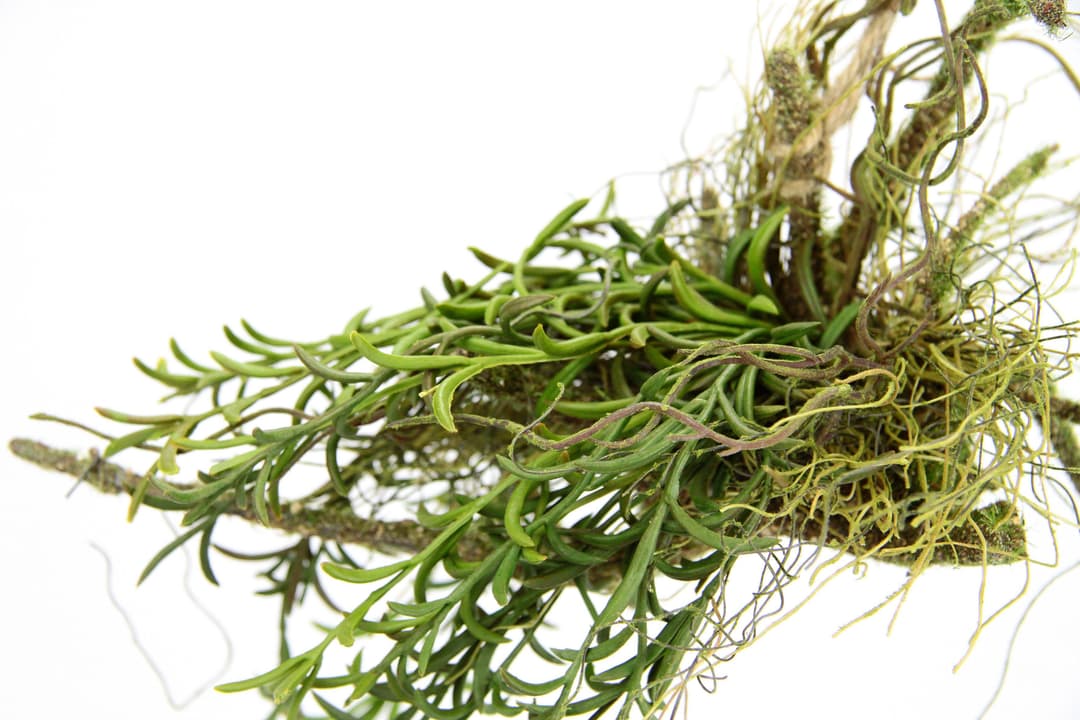 Kunstpflanze Tillandsia | Grün
