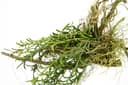 Kunstpflanze Tillandsia | Grün 3